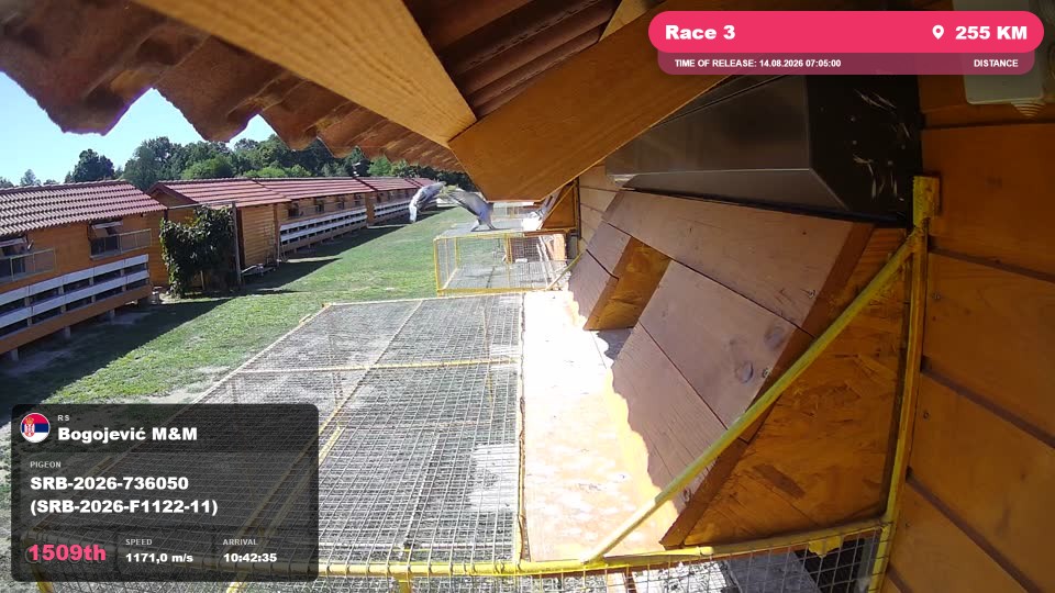 Pigeon Arrival Image For Race Race 3