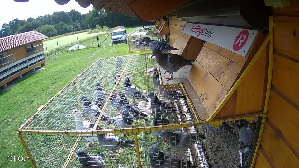 Pigeon Arrival Image For Race Race 6