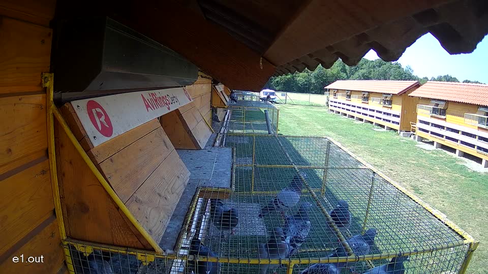 Pigeon Arrival Image For Race Race 1