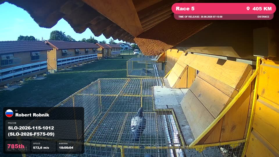 Pigeon Arrival Image For Race Race 5