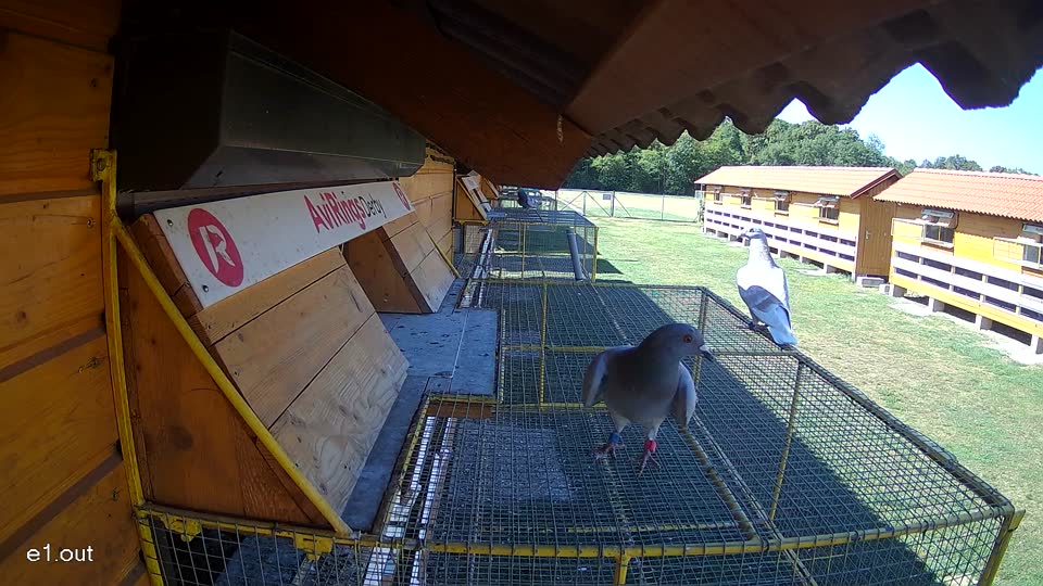 Pigeon Arrival Image For Race Race 3