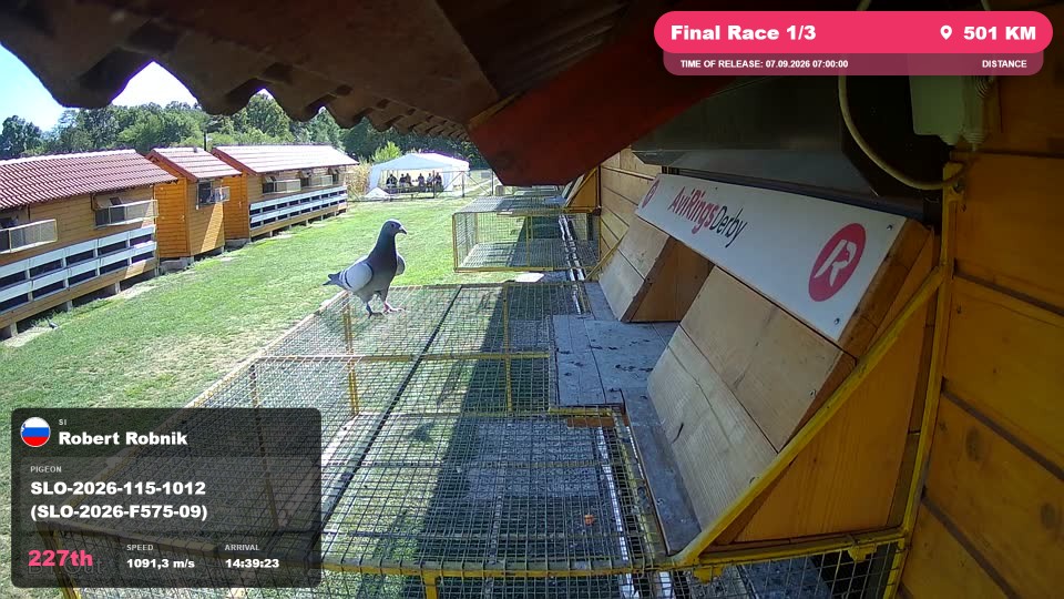Pigeon Arrival Image For Race Final Race 1/3