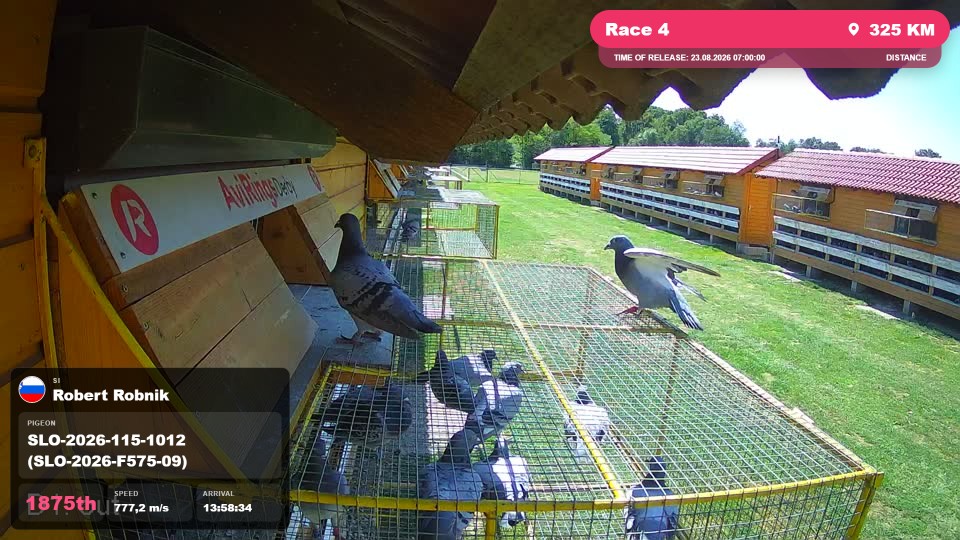 Pigeon Arrival Image For Race Race 4