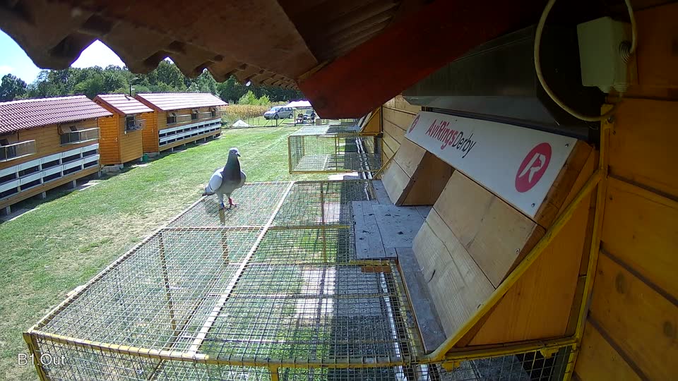Pigeon Arrival Image For Race Race 5