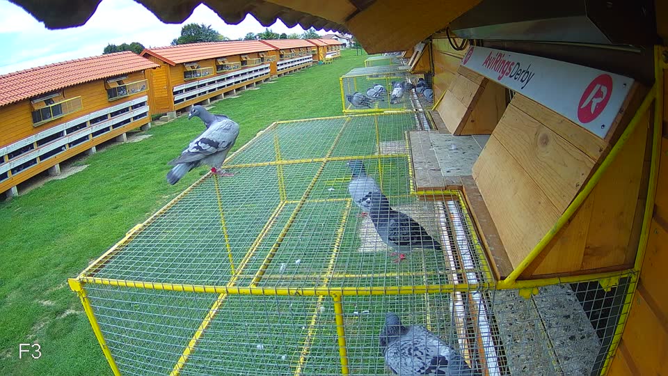 Pigeon Arrival Image For Race Race 6