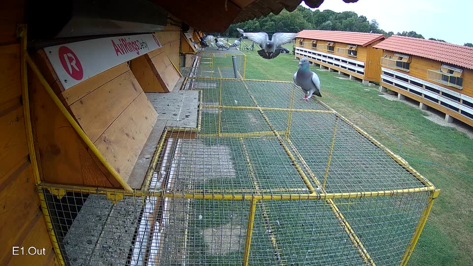 Pigeon Arrival Image For Race Race 3