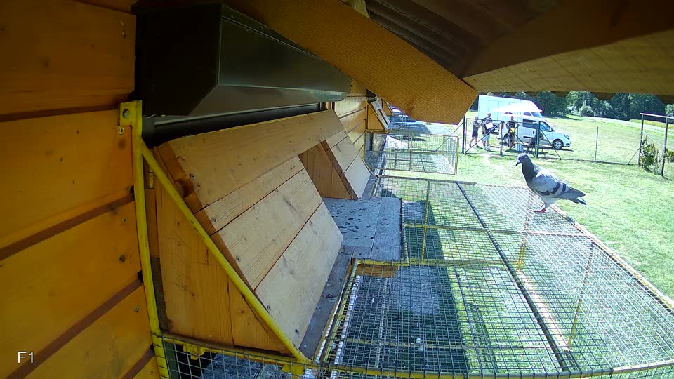 Pigeon Arrival Image For Race Race 5