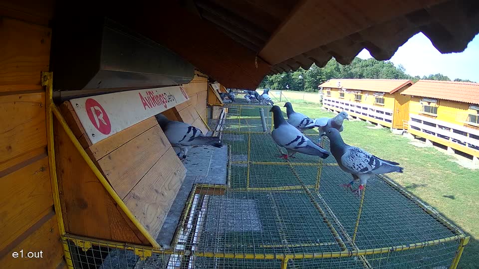 Pigeon Arrival Image For Race Race 1