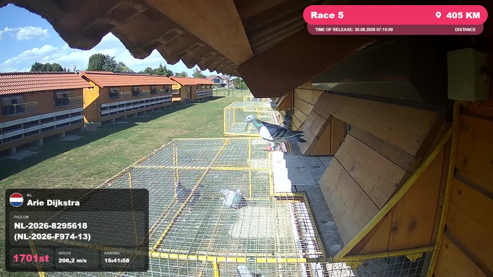 Pigeon Arrival Image For Race Race 5