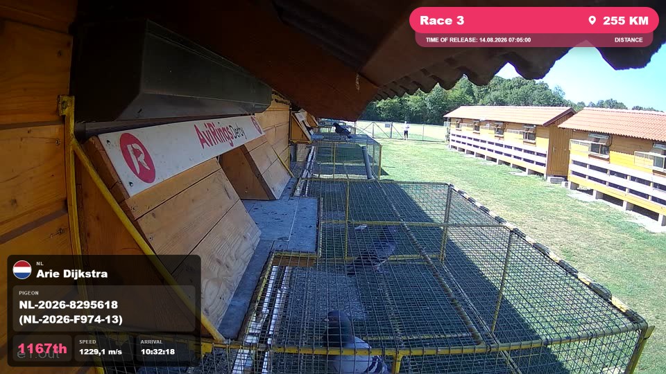 Pigeon Arrival Image For Race Race 3