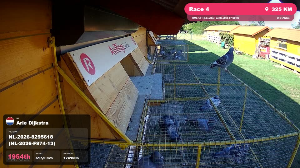 Pigeon Arrival Image For Race Race 4