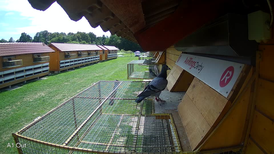Pigeon Arrival Image For Race Race 6
