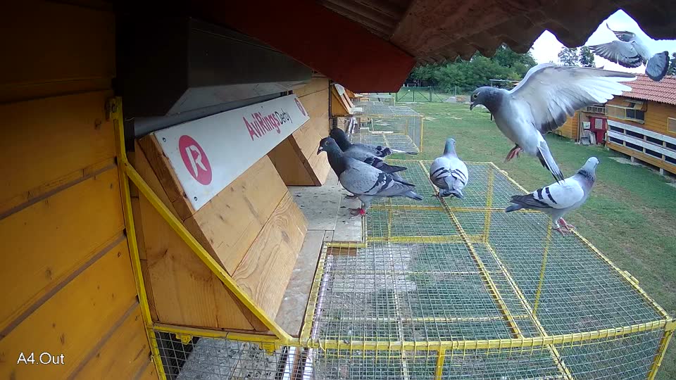 Pigeon Arrival Image For Race Race 3