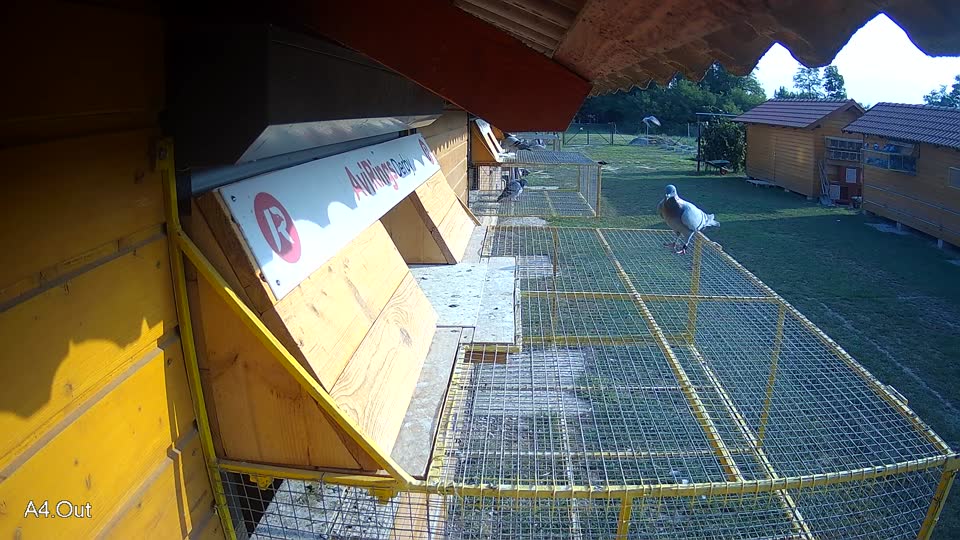 Pigeon Arrival Image For Race Race 4