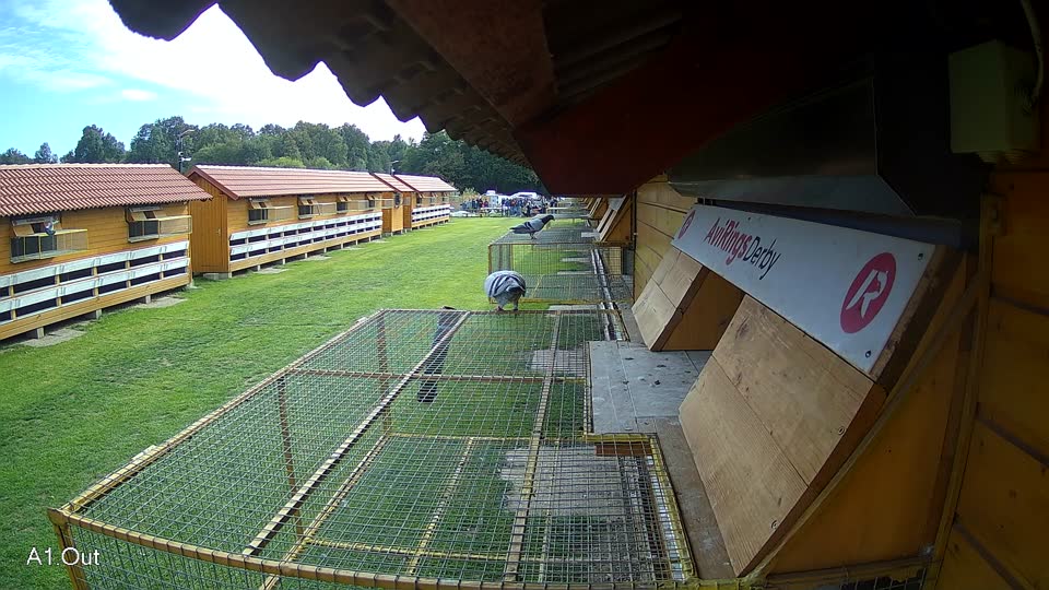 Pigeon Arrival Image For Race Final race 3