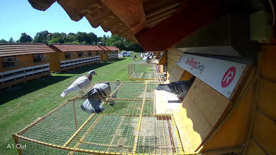 Pigeon Arrival Image For Race Race 2