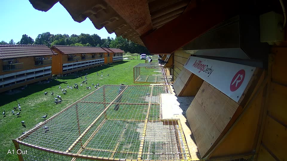 Pigeon Arrival Image For Race Final race 1
