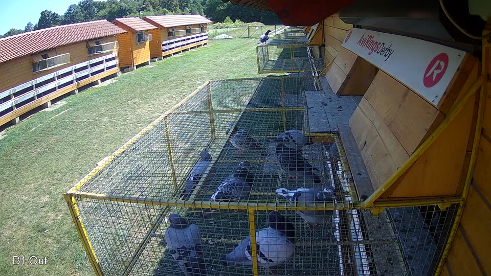 Pigeon Arrival Image For Race Race 5