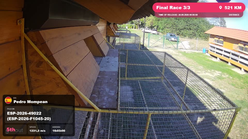 Pigeon Arrival Image For Race Final Race 3/3