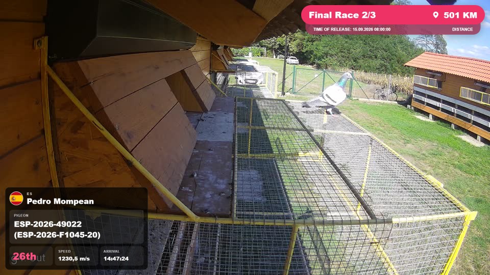 Pigeon Arrival Image For Race Final Race 2/3