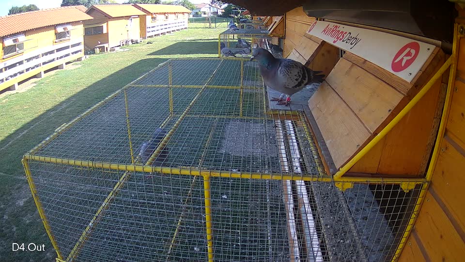 Pigeon Arrival Image For Race Race 5