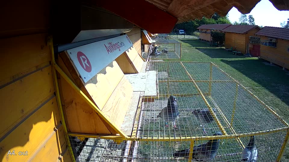 Pigeon Arrival Image For Race Race 1