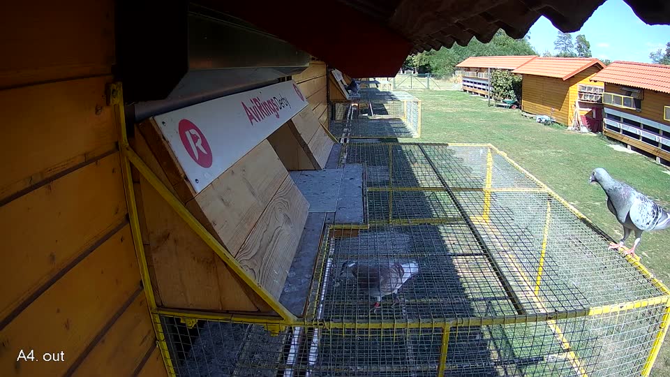 Pigeon Arrival Image For Race Race 5