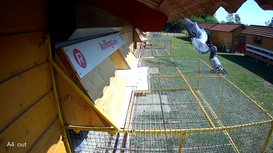 Pigeon Arrival Image For Race Race 2