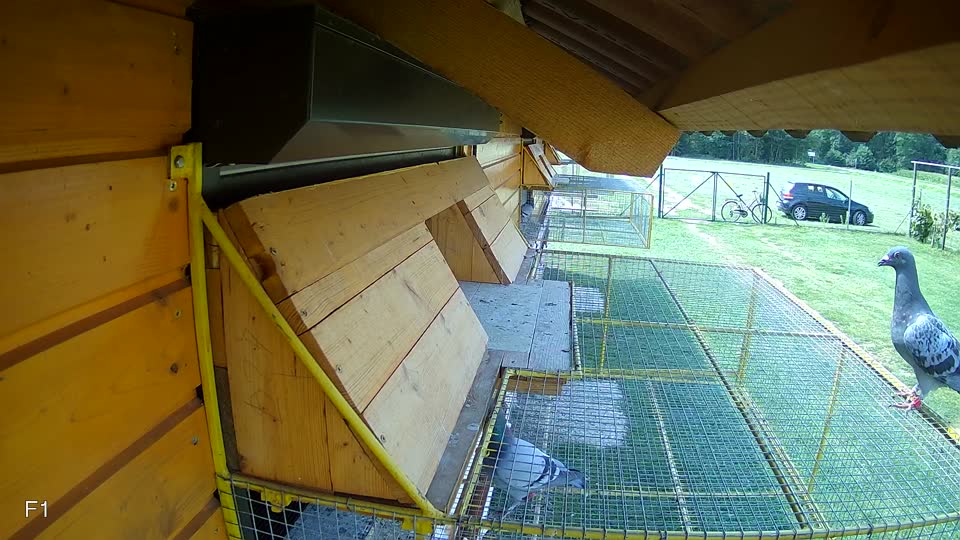 Pigeon Arrival Image For Race Race 3