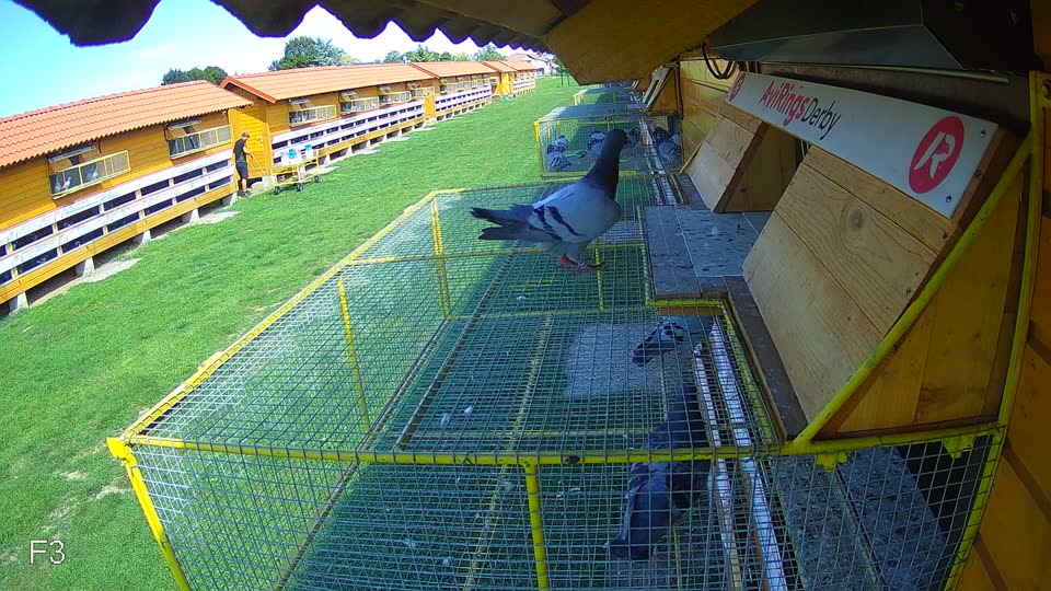 Pigeon Arrival Image For Race Race 6
