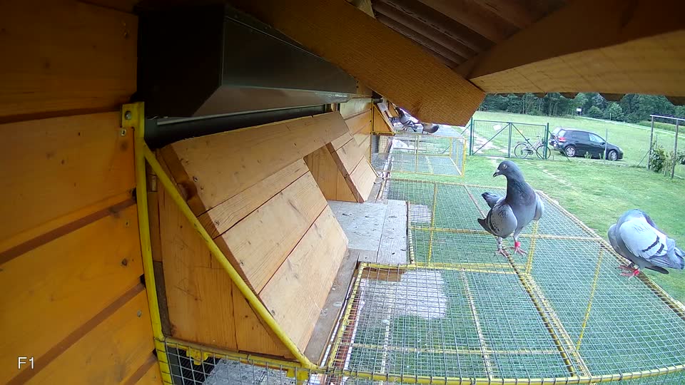 Pigeon Arrival Image For Race Race 3