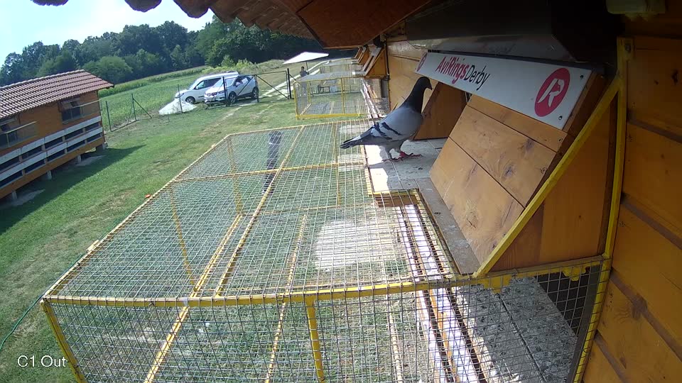 Pigeon Arrival Image For Race Race 4