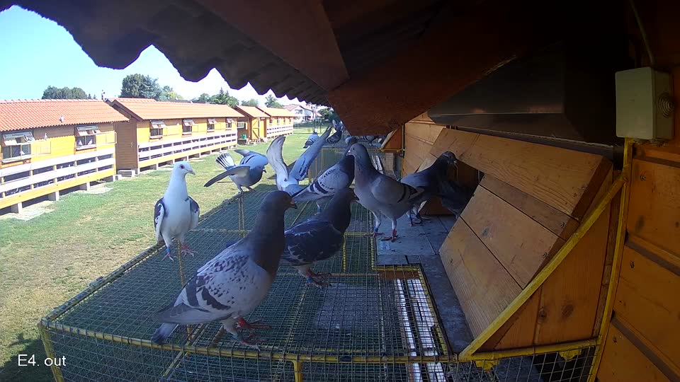 Pigeon Arrival Image For Race Race 2