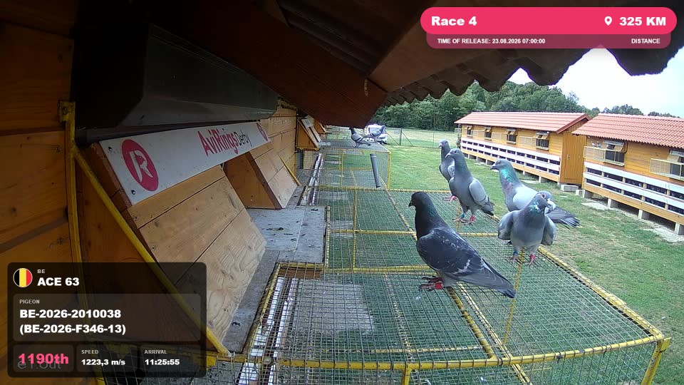 Pigeon Arrival Image For Race Race 4