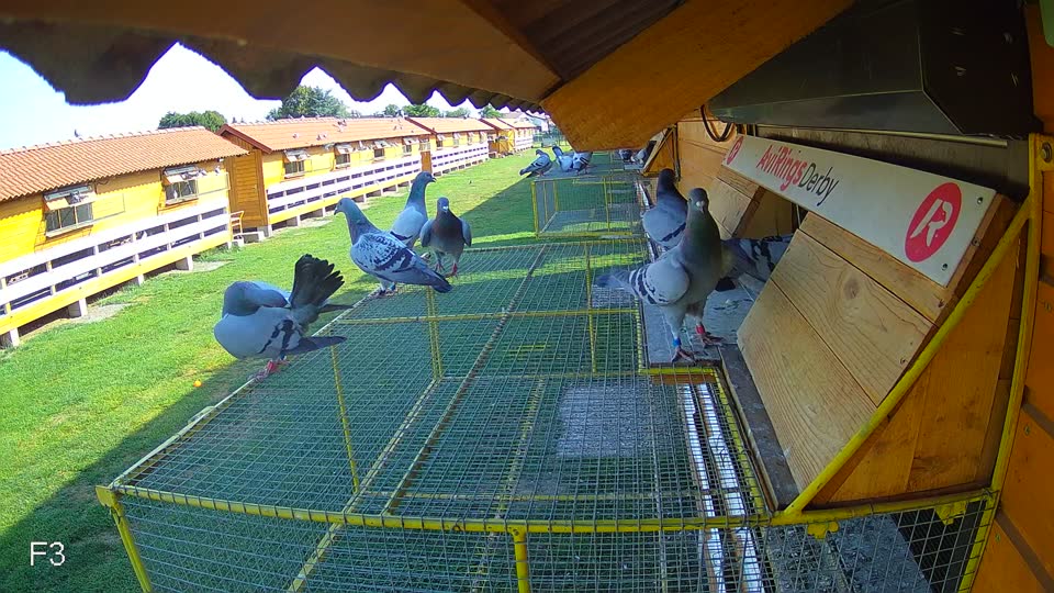Pigeon Arrival Image For Race Race 1