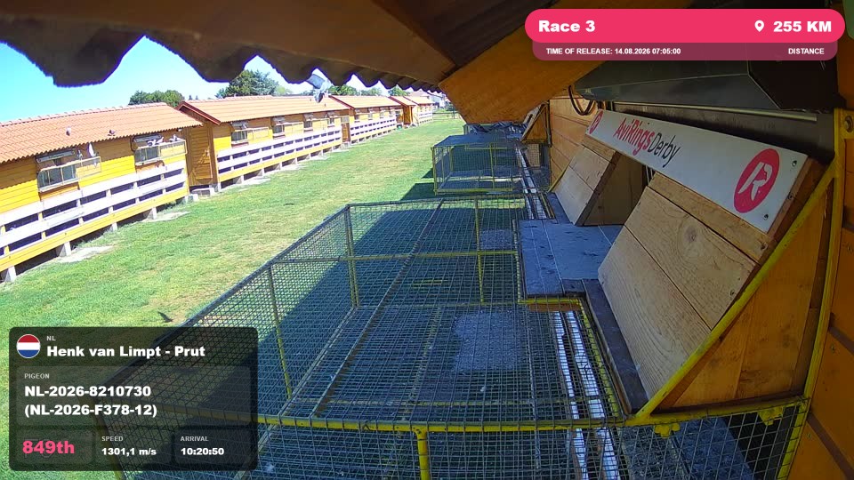 Pigeon Arrival Image For Race Race 3