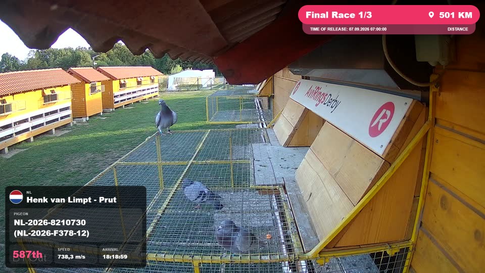 Pigeon Arrival Image For Race Final Race 1/3