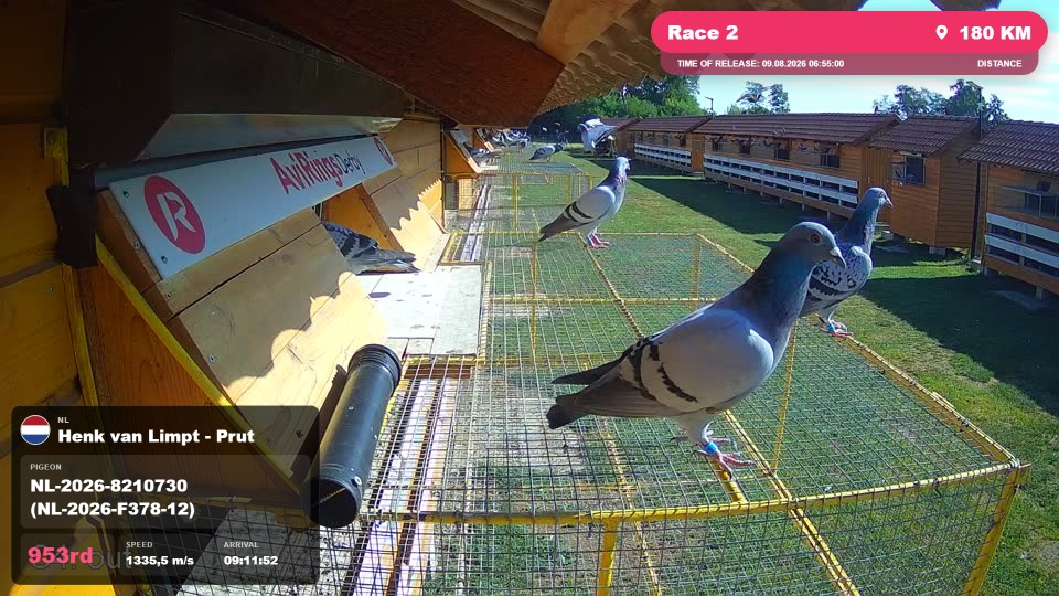 Pigeon Arrival Image For Race Race 2