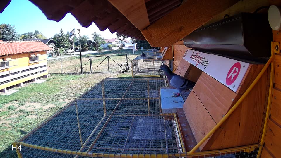 Pigeon Arrival Image For Race Race 2