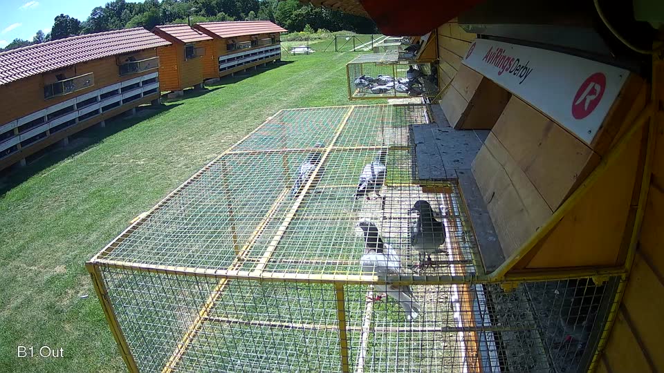 Pigeon Arrival Image For Race Race 2