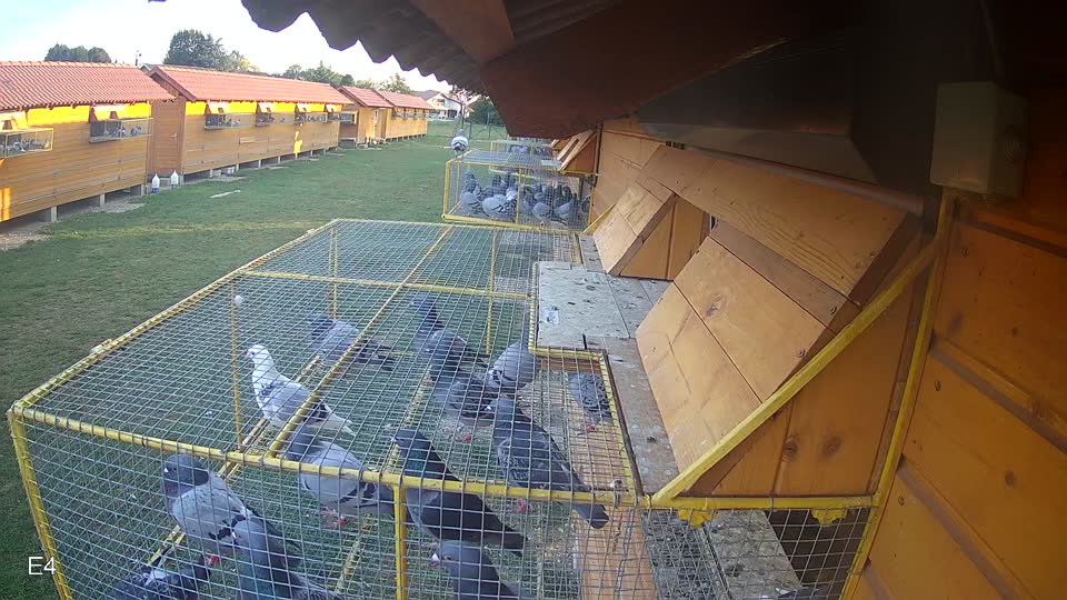 Pigeon Arrival Image For Race Race 5
