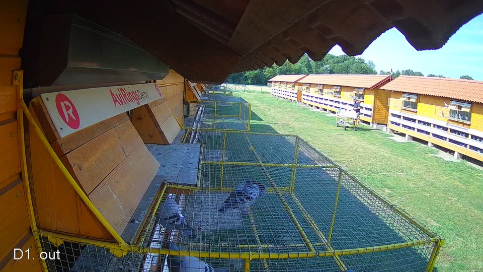 Pigeon Arrival Image For Race Race 1