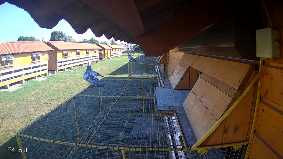 Pigeon Arrival Image For Race Race 2