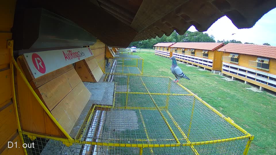 Pigeon Arrival Image For Race Race 4