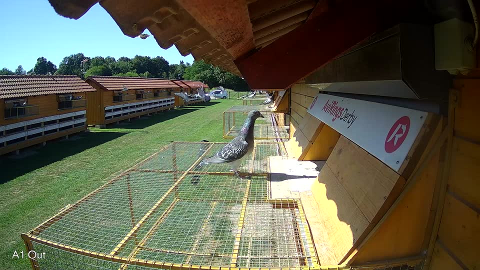 Pigeon Arrival Image For Race Race 2
