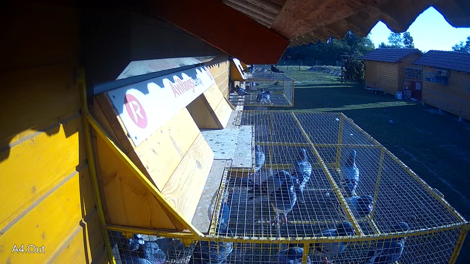 Pigeon Arrival Image For Race Race 5