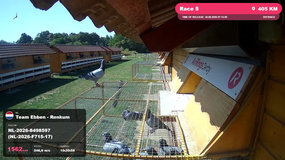 Pigeon Arrival Image For Race Race 5