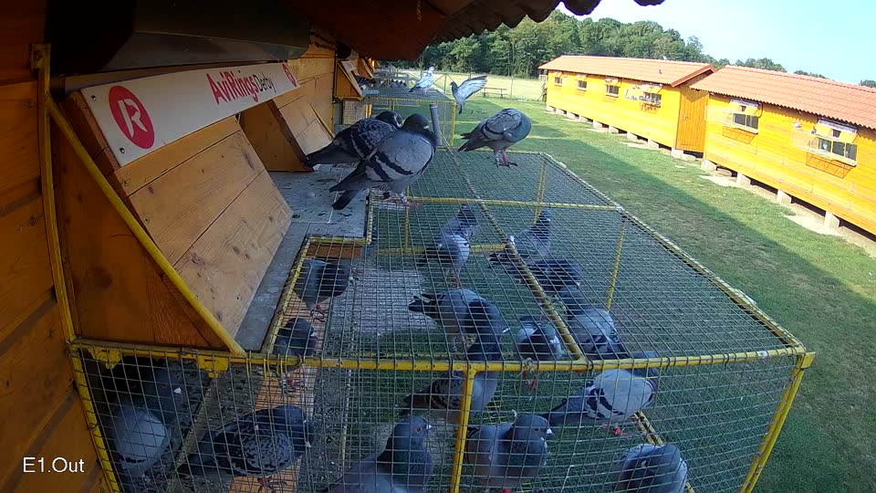 Pigeon Arrival Image For Race Race 4