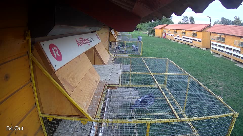 Pigeon Arrival Image For Race Final race 1