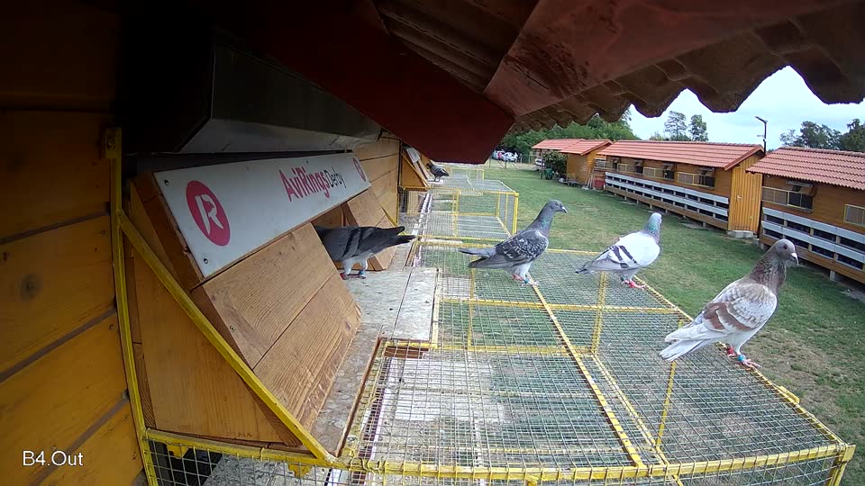 Pigeon Arrival Image For Race Race 4